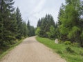 Empty beige sand footpath road in green conifer spruce tree fore