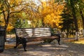 An empty bench in an autumn city Park against a background of yellow trees. The concept of urban recreation Royalty Free Stock Photo