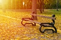 Empty bench in the autumnal park on background of yellow fallen Royalty Free Stock Photo