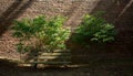 Empty bench on the background of a brick wall, sunny day Royalty Free Stock Photo