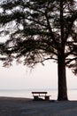 Empty bench and big tree silhouette Royalty Free Stock Photo