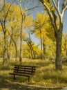 An Empty Bench in the Cottonwoods