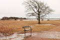 Empty bench and lonely standing bare tree in almost empty spring park with yellow grass, tiled paved path and puddles Royalty Free Stock Photo