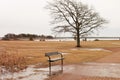 Empty bench and lonely standing bare tree in almost empty spring park with yellow grass, tiled paved path and puddles