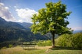 Empty bench and a lonely tree in wonderful lookout over mountains and conifer forests