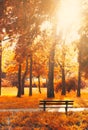 Empty bench in the park, in autumn golden and yellow colors; autumn background