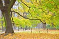 Empty bench in a park among fallen leaves during autumn Royalty Free Stock Photo