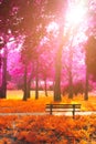 Empty bench in the park, in fantasy autumn magenta and orange co Royalty Free Stock Photo