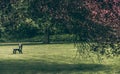 Empty bench in a park on the lawn behind a large tree with dark leaves Royalty Free Stock Photo