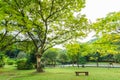 Empty bench in the public park