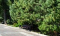 Empty bench in shade of  fluffy Pitsunda pine trees with long needles on  embankment of Rostov-on-Don city, Royalty Free Stock Photo