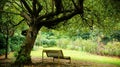 Empty bench under an old beautiful tree in a park Royalty Free Stock Photo