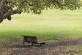 Empty bench under a tree in parque da paz, almada, portugal Royalty Free Stock Photo