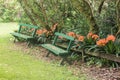 Empty benches with clivia flowers Royalty Free Stock Photo