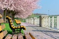 Empty benches under blowing sakura trees in park Royalty Free Stock Photo