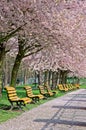 Empty benches under blowing sakura trees in park Royalty Free Stock Photo