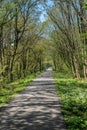 Empty bike and hiking track on the Tarka Trail in Devon Royalty Free Stock Photo