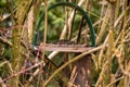 Empty bird feeder Royalty Free Stock Photo