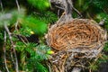 Empty bird nest Royalty Free Stock Photo