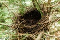 Empty bird nest in branches, forest animals