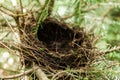Empty bird nest in branches, wild forest animals