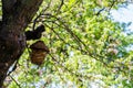 Empty bird nest on flowering apple tree close up shot Royalty Free Stock Photo