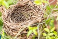 Empty bird nest