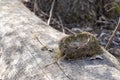 Empty bird nest lying on tree trunk Royalty Free Stock Photo