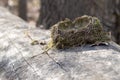 Empty bird nest lying on tree trunk Royalty Free Stock Photo