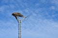 empty bird nest made with branches of trees at the top of an electrical tower of high voltage that conducts electricity to houses Royalty Free Stock Photo