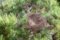 Empty bird nest in pine tree Royalty Free Stock Photo