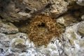 .Empty bird nest placed in the rock Royalty Free Stock Photo