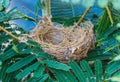 Empty bird nest with tree branches Royalty Free Stock Photo