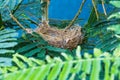 Empty bird nest with tree branches Royalty Free Stock Photo