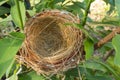 empty bird nest Royalty Free Stock Photo