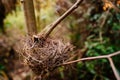 Empty bird nest on tree branches. bird and animal populations. Royalty Free Stock Photo