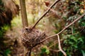 Empty bird nest on tree branches. bird and animal populations. Royalty Free Stock Photo