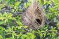 Empty bird nest on tree Royalty Free Stock Photo