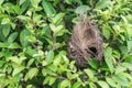 Empty bird nest on tree Royalty Free Stock Photo