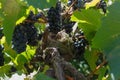 Empty Bird`s nest among black grapes and grapevine