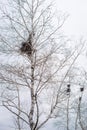 Empty bird`s nest in branches of birch tree in March Royalty Free Stock Photo