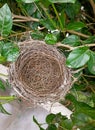 Empty Bird\'s nest on branches tree in the nature Royalty Free Stock Photo