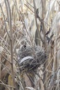 Empty bird`s nest on branches of tree in reed thicket. Close-up.Vertical photo Royalty Free Stock Photo