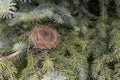 Empty birdâs nest in coniferous tree - close-up view of dry twigs and grasses - no eggs or baby birds Royalty Free Stock Photo