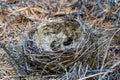 A empty birds nest. Fallen birds nest