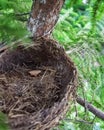 Empty bird`s nest in fir branches close up Royalty Free Stock Photo