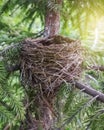 Empty bird`s nest in fir branches close up Royalty Free Stock Photo