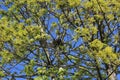 New leaves grow on branches of trees and hidden an empty bird`s nest Royalty Free Stock Photo