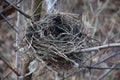 Empty bird`s Nest o the tree Royalty Free Stock Photo