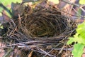 Empty bird`s nest on an oak tree in spring Royalty Free Stock Photo